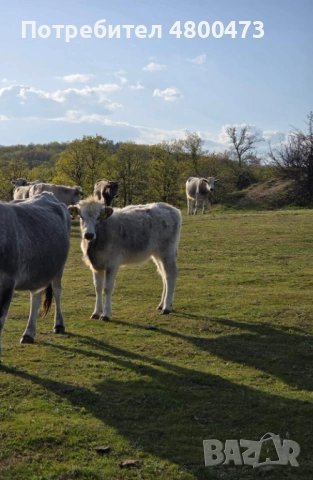 Продавам Българско сиво говедо, снимка 2 - Крави - 54233526