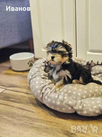 Йоркширски териер , снимка 8 - Йоркширски териер - 54068536