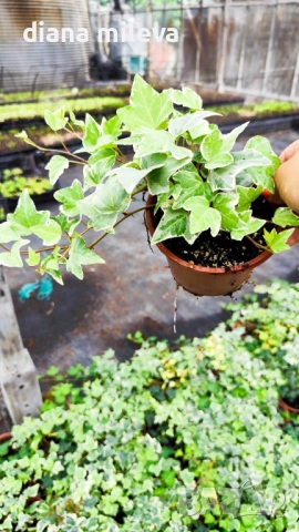 Бръшлян Бяло чудо, Hedera helix White Wonder, студоустойчив, снимка 2 - Градински цветя и растения - 52565980
