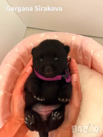 Шиперке / Schipperke, снимка 5 - Други - 55357854