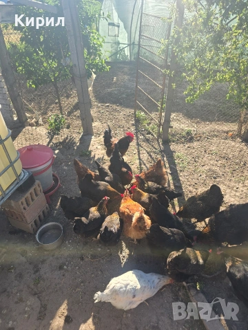 🥚 Домашни яйца от свободно отглеждани кокошки – Пловдив 🐓 , снимка 16 - други­ - 54726146