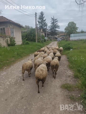 продавам овце