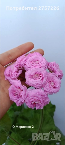 Ю Мерлезон