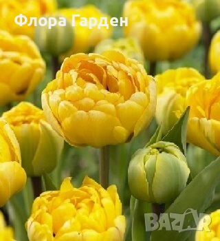 Луковици ЛАЛЕТА - Предварителни поръчки, снимка 3 - Сортови семена и луковици - 55089386