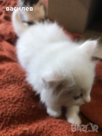 ангорски котки