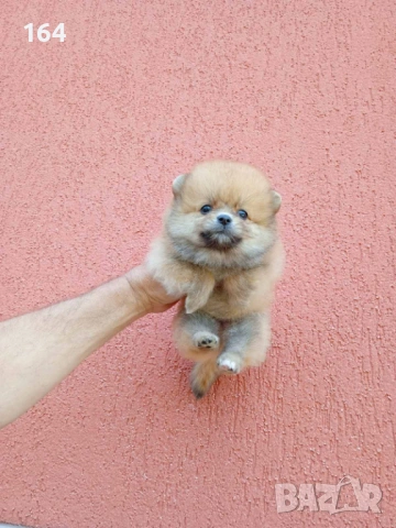 Померан. Момченце.Реални снимки от 29.04.2026 г.