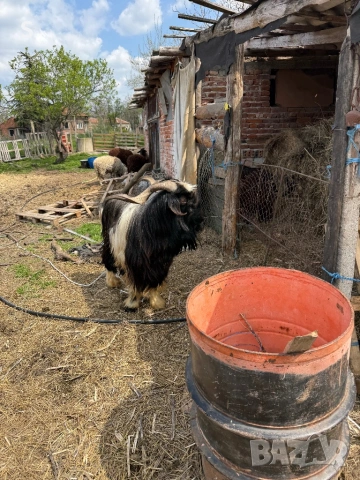 Продавам пръч, снимка 2 - Кози - 54243854