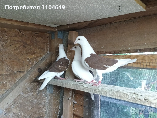 Пощенски гълъби , снимка 5 - Гълъби - 54962435