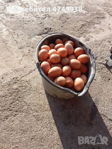 Носачки за яйца, снимка 4 - Кокошки и пуйки - 54032777