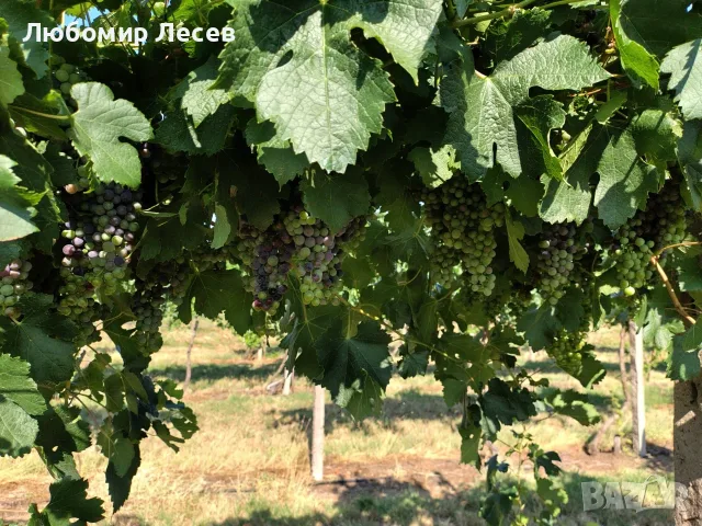 Продавам висококачествено винено грозде – сорт МЕРЛО, снимка 6 - Домашни продукти - 55643707