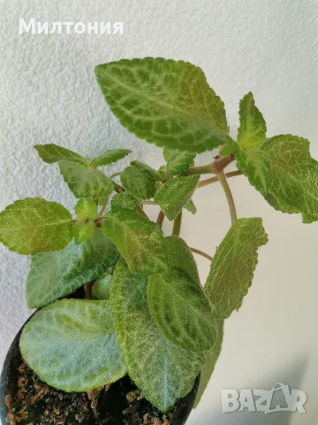 Еписция episcia cupreata 
