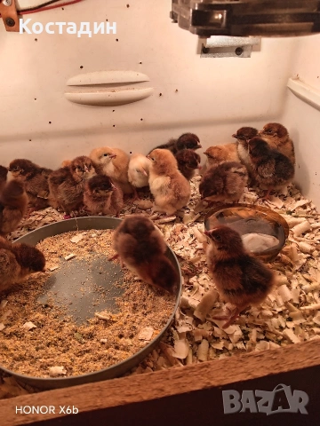 катунски пилета и гъсета, снимка 3 - Кокошки и пуйки - 54260963