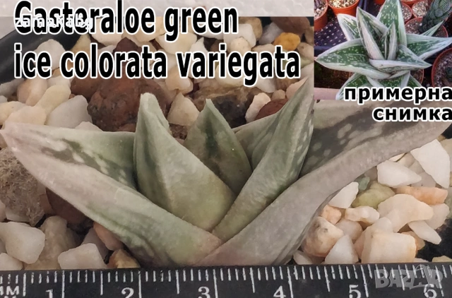 Гастералое (Gasteraloe green ice colorata variegata), сукулентно растение