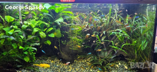 Продавам 110 л.аква с шкаф и всичко, снимка 10 - Рибки - 54024717