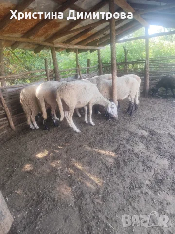 Продавам малко стадо овце