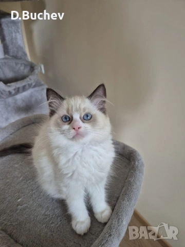 Ragdoll Paradise / Регдол котенца , снимка 10 - Други - 54972344