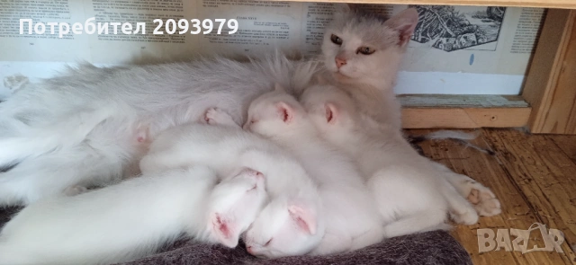 Бели котета с разноцветни очи, снимка 9 - Други - 54895027