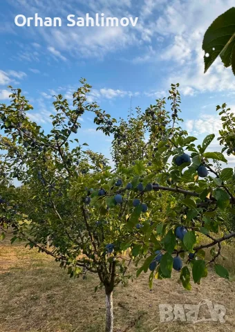 Сини сливи сорт чачанска, снимка 3 - Домашни продукти - 55690083