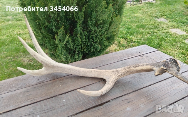 Еленови рога. , снимка 4 - Декорация за дома - 54265152