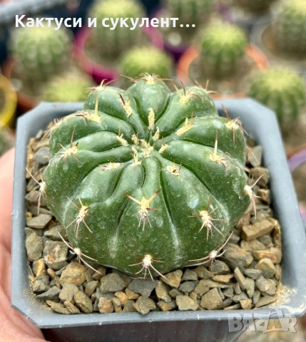 Кактус  Matucana Polzii, снимка 4 - Градински цветя и растения - 54593836