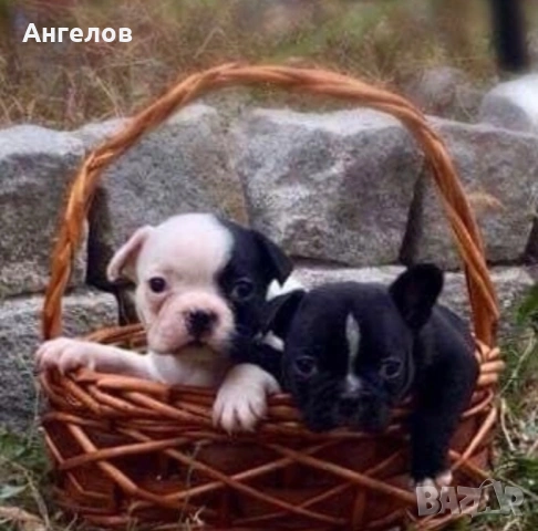 Френски булдог