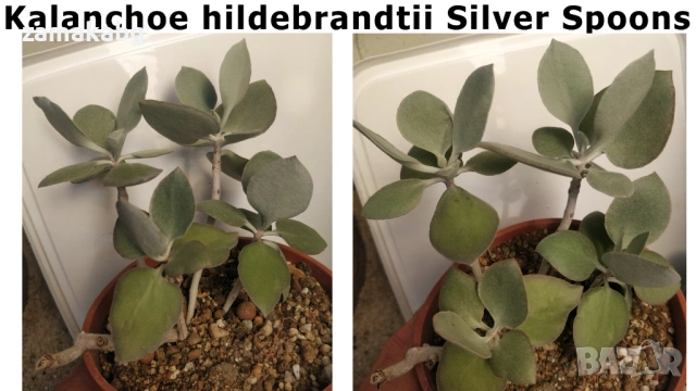 Каланхое Kalanchoe hildebrandtii Silver Spoons Сукулентно растение 10-12 см