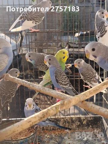 продавам млади вълнисти папапагали, снимка 6 - Папагали - 55600375