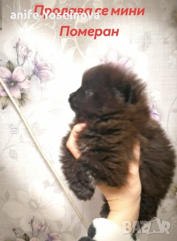 Продава се мини Померан, снимка 3 - Померан - 53955913