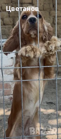 Кокер Шпаньоллл