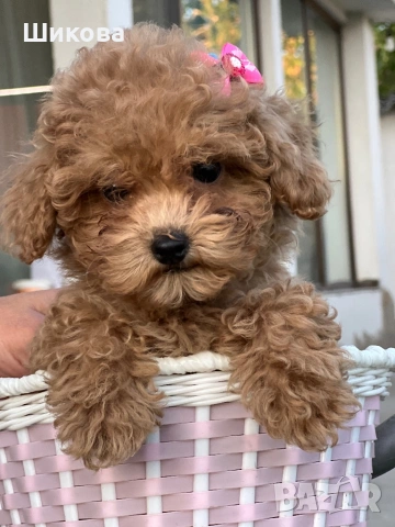 Той пудел , снимка 2 - Пудели - 54349382