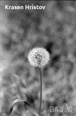 Praktica MTL3 + Carl Zeiss Jena MC Pancolar 50mm f/1.8 (M42), снимка 14 - Фотоапарати - 54917158