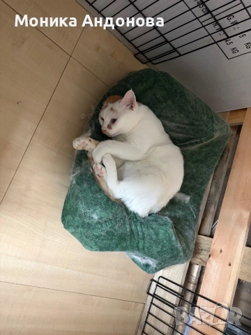Сляпо мъжко коте си търси дом, снимка 4 - Други - 55275953