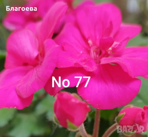 Мушкато - 7 цвята 1.10 € и 1.50 €, снимка 8 - Стайни растения - 46905641