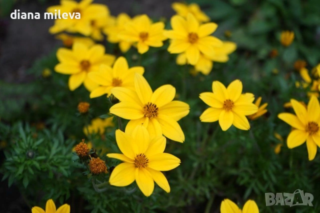 Три различни сорта Биденс!!, снимка 3 - Градински цветя и растения - 54284476