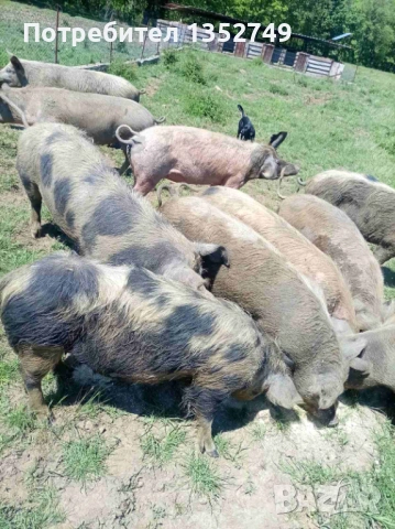 продавам заплодени прасета майки