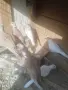 Гугутки пеещи!!, снимка 2