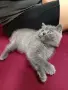 Британче момиченце , снимка 4