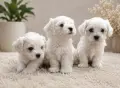 Малтийски болонки!!, снимка 1