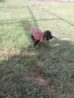 Дратхаар......., снимка 1