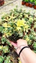 Османтус Гошики, Osmanthus heterophyllus Goshiki, снимка 5