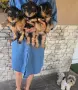 Йоркширски териери , снимка 6
