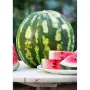 Диня на едро - 0.10€ от Производител, Кримсон Суит, снимка 3