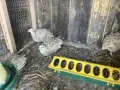 пъдпъдъци на 20 дни, снимка 4