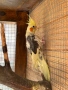 Чифт работещи Корели , снимка 2