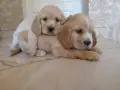Американски кокер шпаньоли, снимка 8