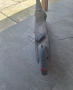 Електрическа тротинетка segway ninebot e2 pro, снимка 3