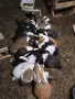 Продавам млади Холандски зайци по 20 евро, снимка 2