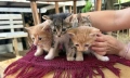 Спешно търся дом за 4 малки котенца, снимка 2