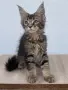 Котенца Мейн Куун, снимка 2