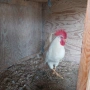 Петел бял Легхорн, снимка 2